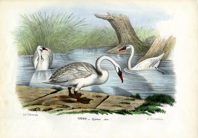 Mute Swan, 1863-79 by Raimundo Petraroja